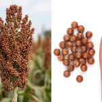 Sorghum
